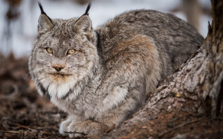 Gray cat woods sad eyes - a jigsaw puzzle free wallpaper for desktop