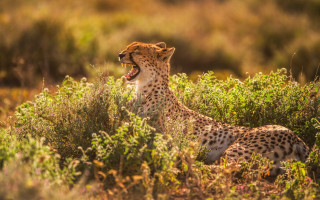 Cheetah yawning tallgrass wildlife jigsaw - tooth wide open free wallpaper