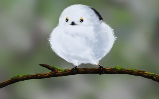 White owl branch green blurry - a green background and a blurry background behind free wallpaper