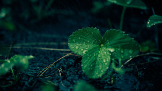 Green leaf rain drops macro - a green plant free wallpaper