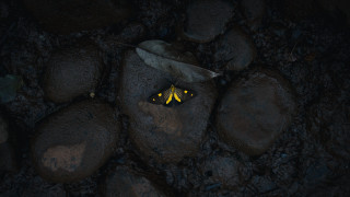 Yellow black butterfly rock leaf - butterfly free wallpaper