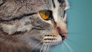 Cat yellow eyes blue background - a close up of a cat free wallpaper