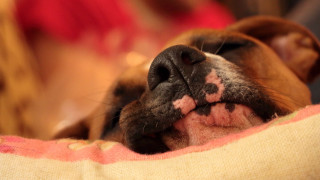 Dog sleeping blanket nose woman - mouth free wallpaper