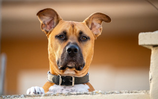 Dog collar ledge beach blurry - his paw free wallpaper
