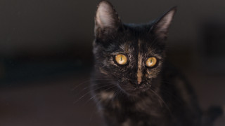 Black cat yellow eyes tilt 3 - yellow eye free wallpaper