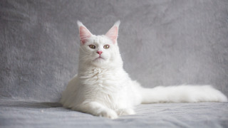 White cat pink ear portrait - a white cat free wallpaper