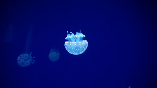 Jellyfish night blue bioluminescence moon - nearby free wallpaper