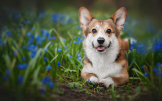 Dog smiling in grass blue - blue flower free wallpaper for desktop
