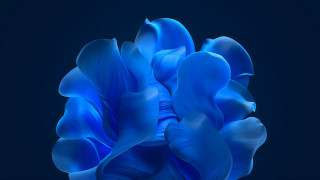 Blue flower dark background generative - the dark background free wallpaper