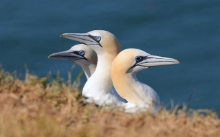Birds cliff water antipodeans puzzle - antipodean free wallpaper