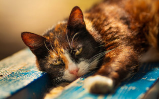 Cat blue bench closed eyes - its head free wallpaper