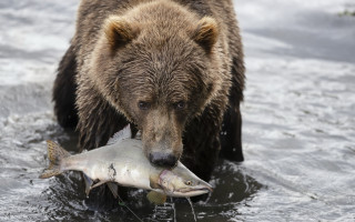 Bear fish water outdoors ocean - fish free wallpaper