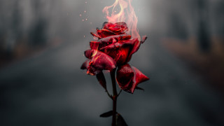 Red rose burning dark road - digital art free wallpaper