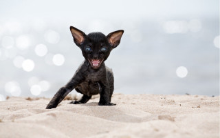 Black kitten beach ocean open - tongue free wallpaper