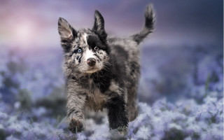 Puppy flower field pink blue - sky in the background free wallpaper