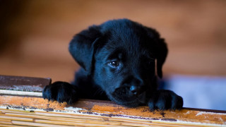 Black puppy wooden table cute - his paw free wallpaper