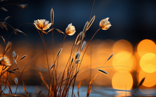 Flowers water lights macro autumn - soft free wallpaper