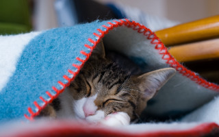Cat sleeping blanket bed stick - f 1. free wallpaper