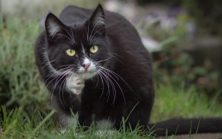Black cat yellow eye grassy - a grassy area free wallpaper