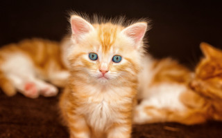 Orange kittens brown blanket blue - the camera and the other free wallpaper