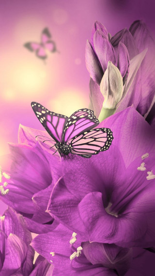 Butterfly purple flower flying background - a purple flower free wallpaper
