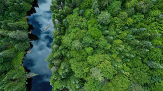 River forest trees clouds sky - a lush green forest free wallpaper