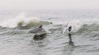 Dolphins surfboard waves ocean beach - a surfboard free wallpaper
