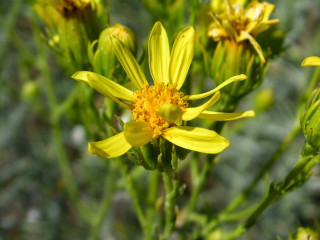 Yellow flower green leaves blurry - free nature wallpaper