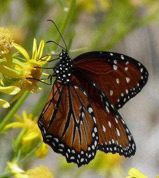 Butterfly flower yellow background macro - free nature wallpaper