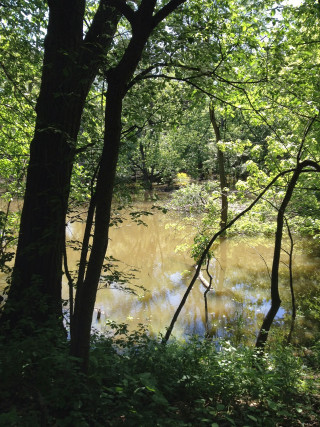 Pond trees bushes forest water - impressionist free wallpaper