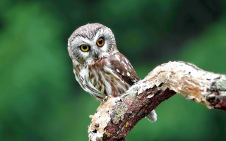 Small owl branch green background - a small owl free wallpaper