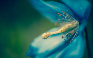 Blue flower green background macro 2 - a blue flower free wallpaper for desktop