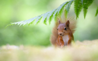 Surprised squirrel under tree branch - a squirrel free wallpaper