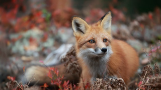 Red fox autumn field flowers - a red fox free wallpaper