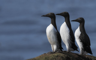 Three birds rock hill blue - three bird free wallpaper