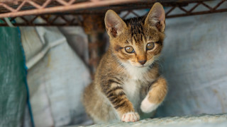 Small kitten shelf curious animal - a shelf free wallpaper