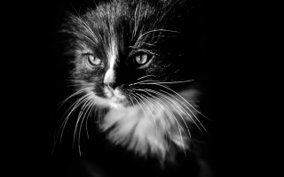 Black white cat blue eyes 4 - felix octavius carr darley free wallpaper