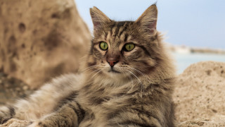 Cat green eyes rock water - renaissance free wallpaper