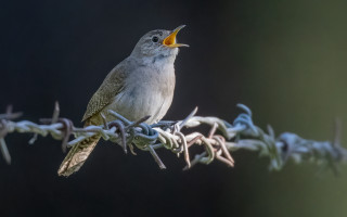 Bird beak fence assemblage macro - its mouth open free wallpaper