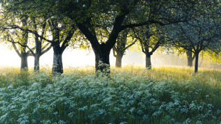 Field trees flowers fog sunbeam - impressionist free wallpaper