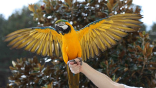 Parrot spread wings outdoors snow - a person holding free wallpaper