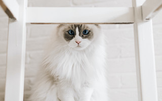 White cat blue eyes under - a brick wall behind free wallpaper