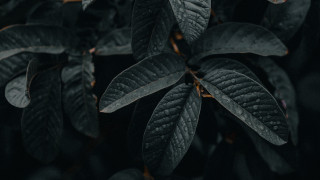 Close up plant leaves black 3 - a close up of a plant free wallpaper