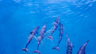 Dolphins ocean water wildlife photography - daphne mcclure free wallpaper