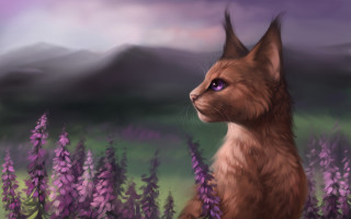 Cat purple eyes flower field - a field of flowers free wallpaper
