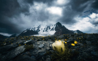 Mountain flower cliff night sky - under free wallpaper for desktop