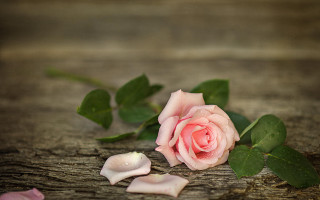 Pink rose wooden surface petals - a pink rose free wallpaper