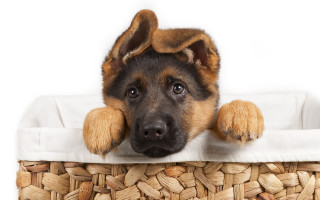 Dog peeking over basket animal - his paw free wallpaper