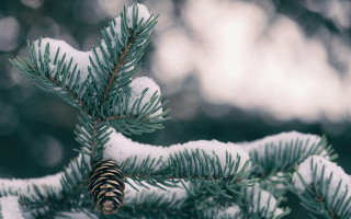 Pine tree snow pine cone - a pine cone free wallpaper