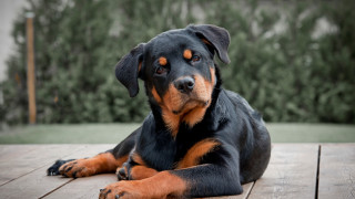 Dog laying wooden deck forest - a forest of trees and bushes free wallpaper